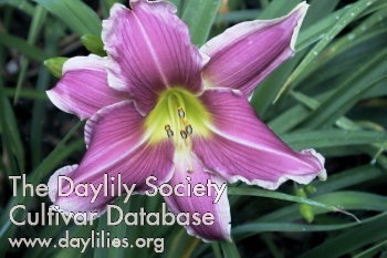 Daylily Yazoo Wild Violet